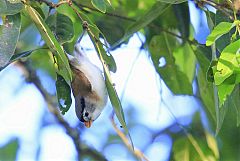 Gray-headed Parrotbill